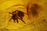 Two Fossil Spiders (Araneae) in Baltic Amber #128350-2